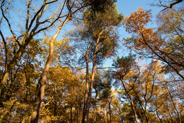 Autumn Tree Tops in Dutch Forest