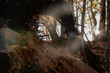 Sunny Autumn Forest 02