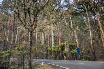 Forest One year after the bushfire