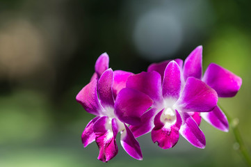 Branch with beautiful orchid flowers in the tropical garden