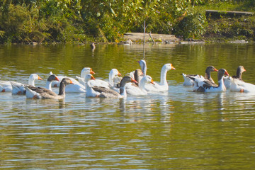 Geese are swimming in a rural pond