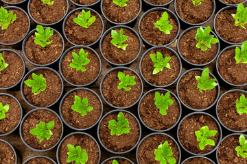 Rows of impatiens seedlings in flower pots, in the greenhouse. - obrazy, fototapety, plakaty