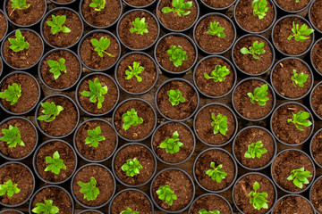 Rows of impatiens seedlings in flower pots, in the greenhouse.