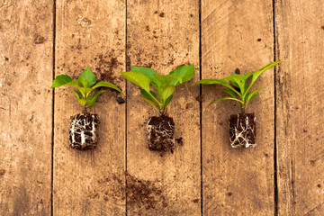 Gardening concept: Dahlia seedlings ready to be replanted on a wooden background