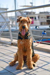 Airedale Terrier dog - puppy 11 month old.