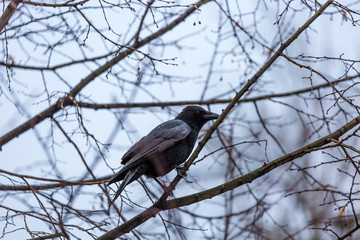 Crow on the branch