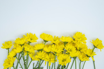 Yellow flowers  isolated white background