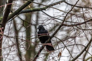 Crow on the branch