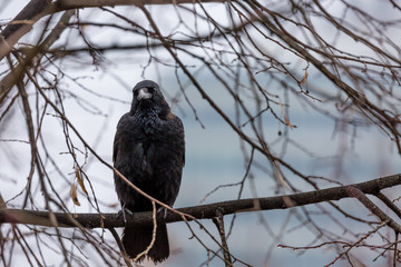 Crow on the branch