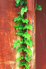 Green plant on the iron fence