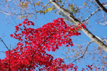 赤い紅葉
