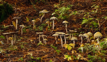 Mushrooms in the Forest, 