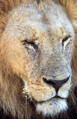 Lion (Panthera leo), Moremi Wildlife Reserve, Ngamiland, Botswana, Africa