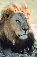 Lion (Panthera leo), Moremi Wildlife Reserve, Ngamiland, Botswana, Africa