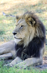Lion (Panthera leo), Moremi Wildlife Reserve, Ngamiland, Botswana, Africa