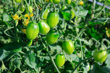 Green tomato on field
