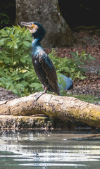 Cormorant standing on a tree besides the water