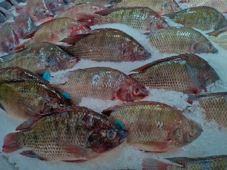 Tilapia fish show vol.3