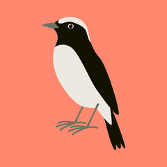 arabian wheatear bird ,vector illustration ,
