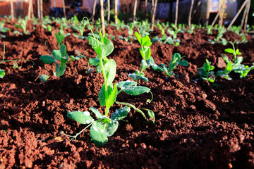 Young pea cultivating on field