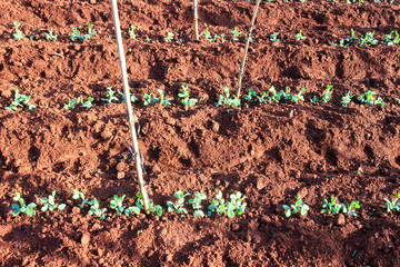 Young pea cultivating on field