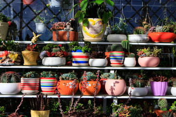 Fototapeta premium Cactus pots selling in market