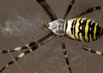 Spider on nature. Macro