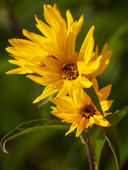 Beautiful yellow flower in the park