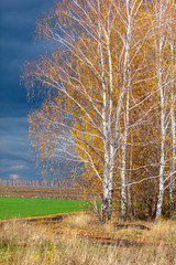 Fototapeta premium Forest plantation in the field in the fall and dark clouds