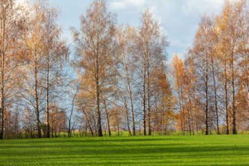 Trees in the fall on green grass