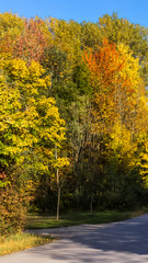 Smartphone HD wallpaper of indian summer at the Isar near Zulling - Bavaria - Germany