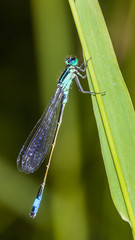 Smartphone HD wallpaper of macro of dragonflies on leaf