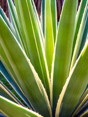 Obraz na płótnie Canvas Succulent century plant close-up, thorn and detail on leaves of Caribbean agave