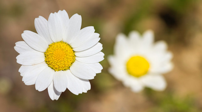 Two daisies - Stock image
