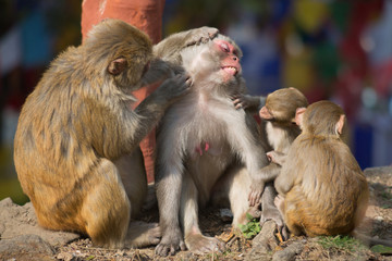family of monkeys care for each other, choose fleas, cubs help adult monkeys, interaction
