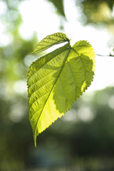  Green leaves under the sun