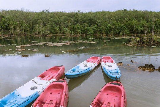 many kayaks on the wetland
