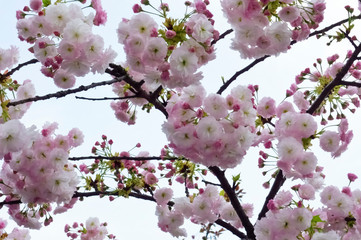 艶やかで満開のふわふわの桜の花々