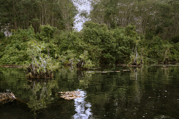 View of the bush in wetlands and reflection in the water