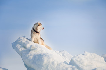 Portrait of Free and beautiful siberian husky dog sitting on the snow on the ice floe and looking into the distance.
