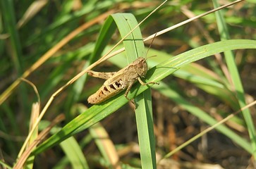 Beautiful brown grasshopper on grass in the meadow, closeup
