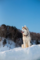 Gorgeous Portrait of Siberian husky on ice on the frozen Okhotsk sea and forest background.