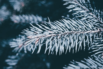 Naklejka na ściany i meble Christmas fir tree blue background with copy space. Fir tree branches texture.