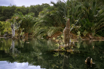 View of the bush in wetlands and reflection in the water