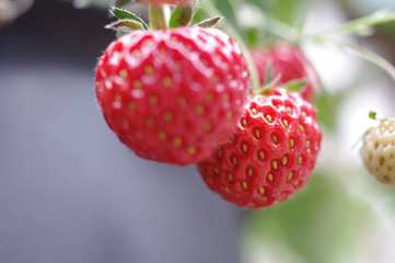 ワイルドストロベリー