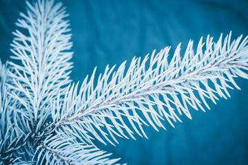 Naklejka na ściany i meble Christmas fir tree blue background with copy space. Fir tree branches texture.