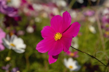 Pink cosmos flowers in the garden
