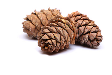 Three cedar cones isolated on a white background