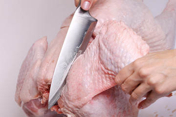 Preparation of a turkey. The steel knife with fat on a blade in female hands cuts the wing.