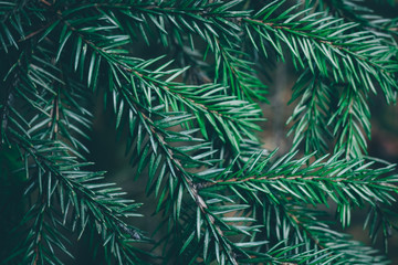 Fototapeta na wymiar Christmas fir tree background with copy space. Fir tree branches texture.